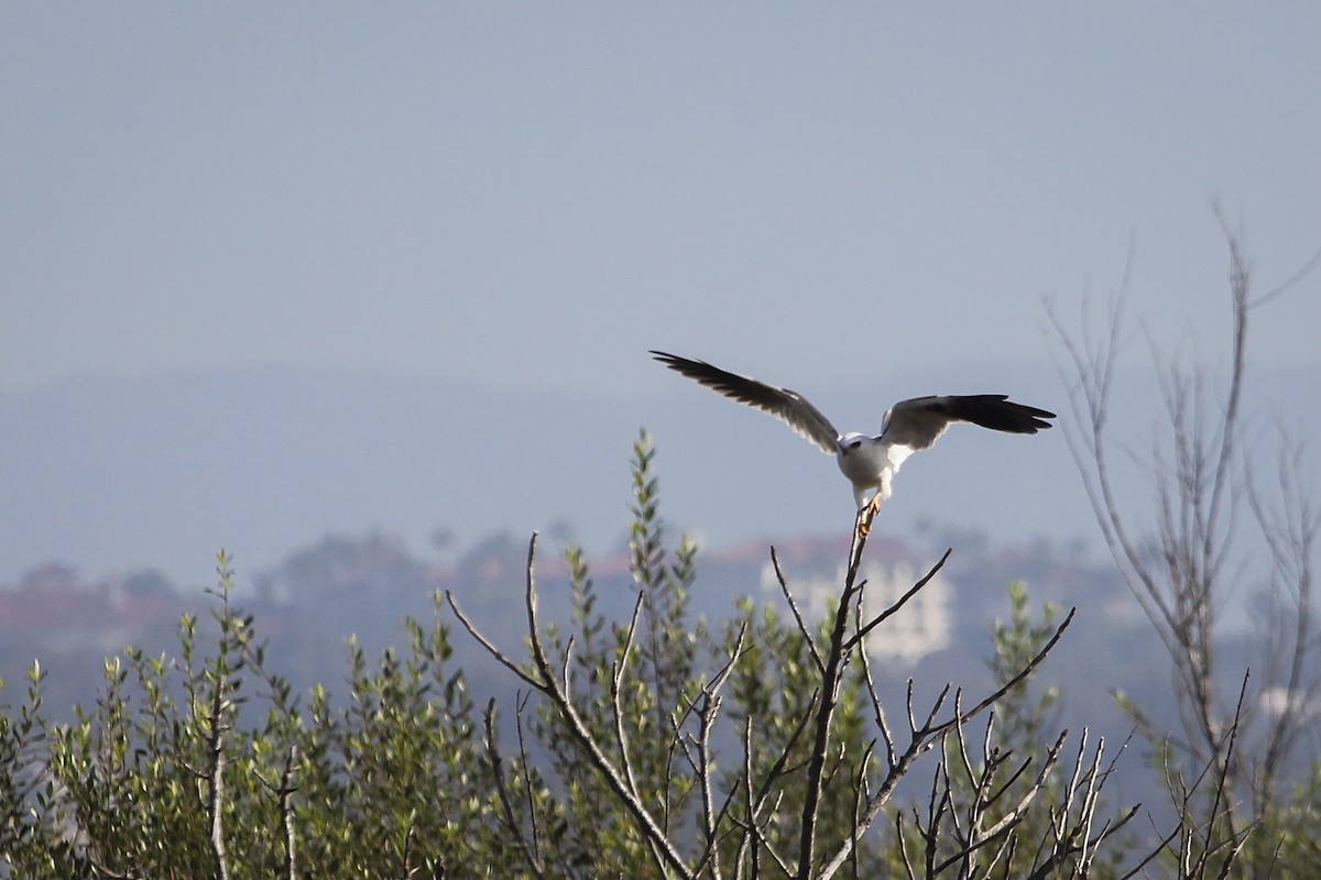 Elanio Maromero - ML646747757