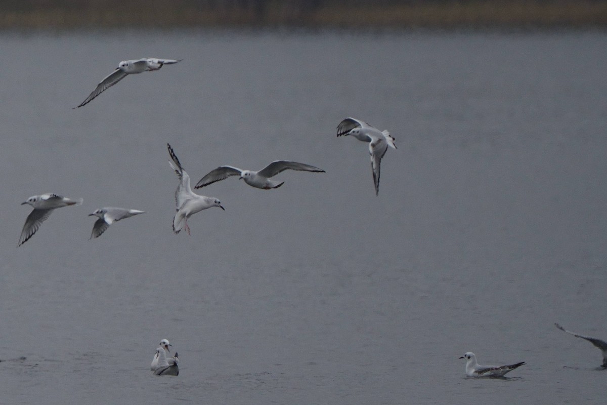 Bonapartemöwe - ML646747758