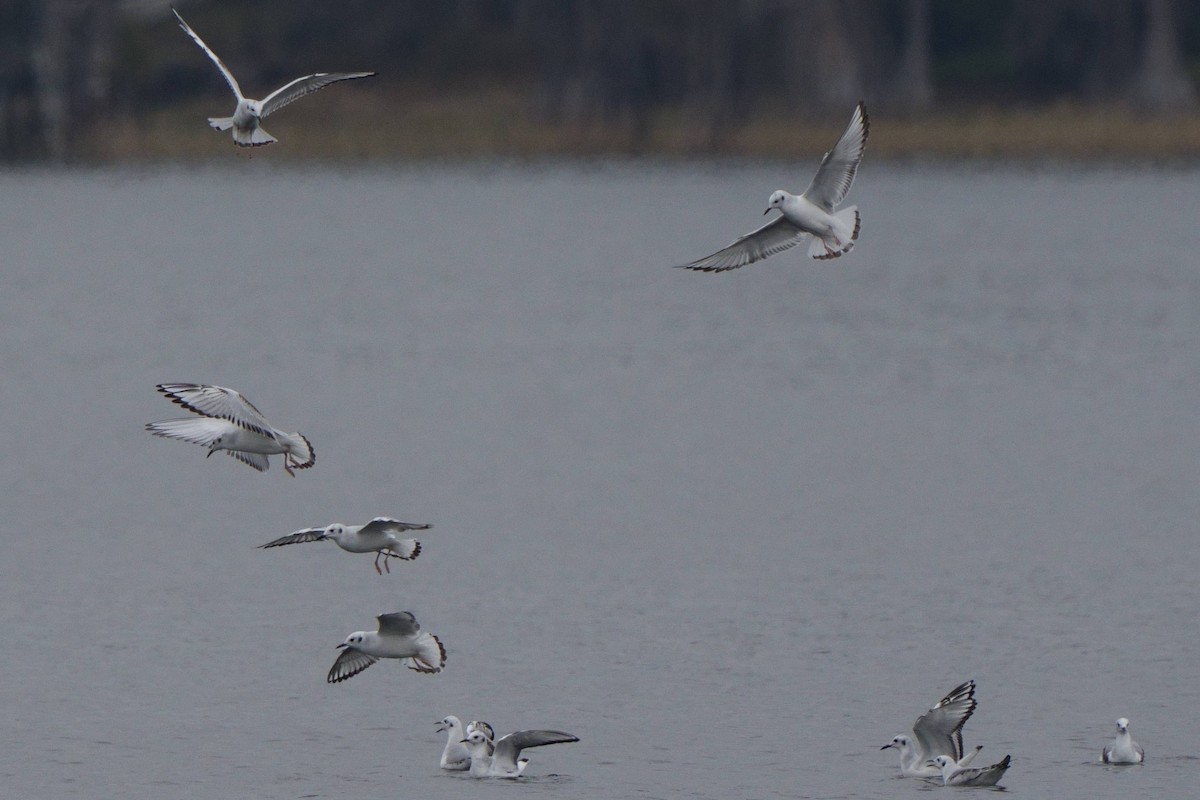 Bonapartemöwe - ML646747760