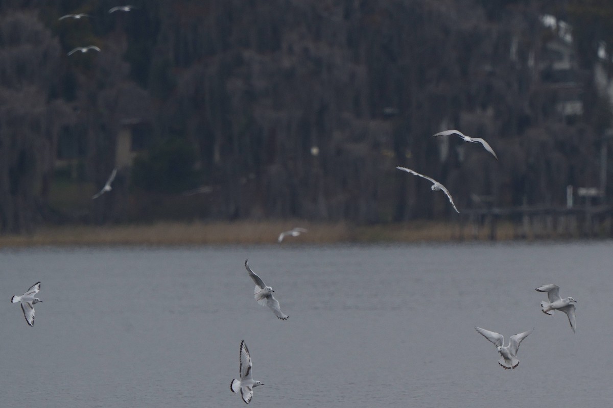 Bonapartemöwe - ML646747761