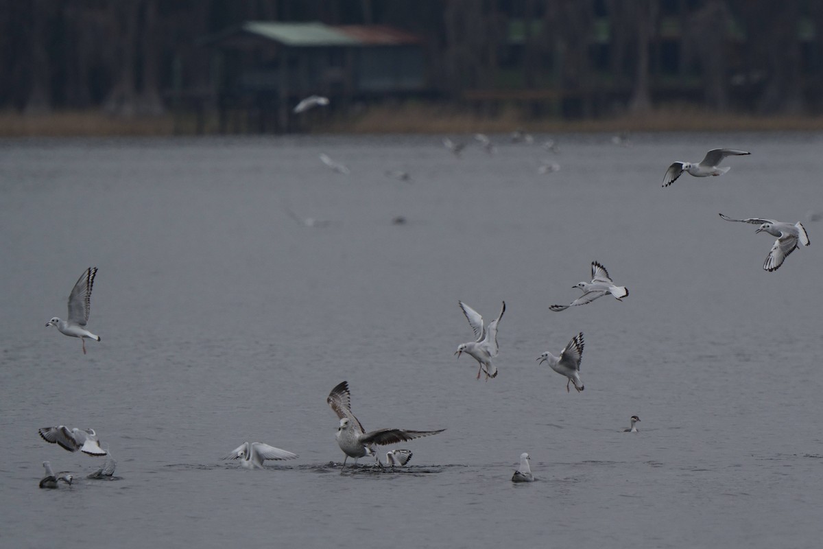 Bonapartemöwe - ML646747762