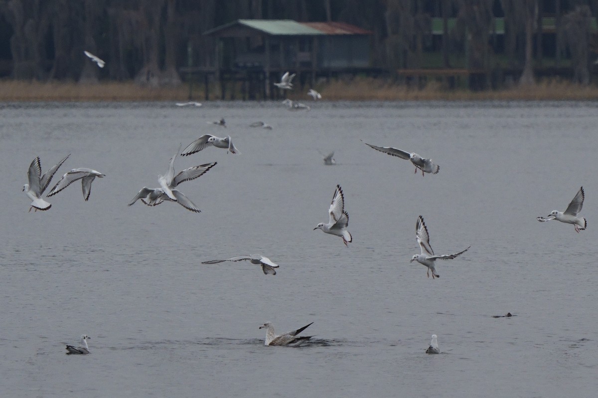 Bonapartemöwe - ML646747764