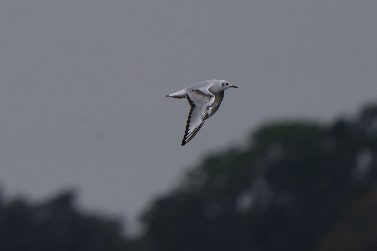 Bonapartemöwe - ML646747765