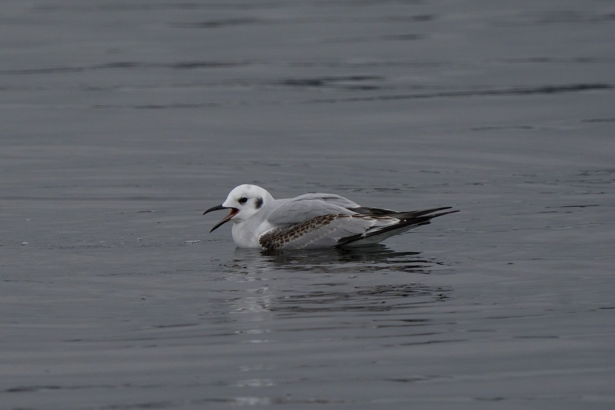 Bonapartemöwe - ML646747766