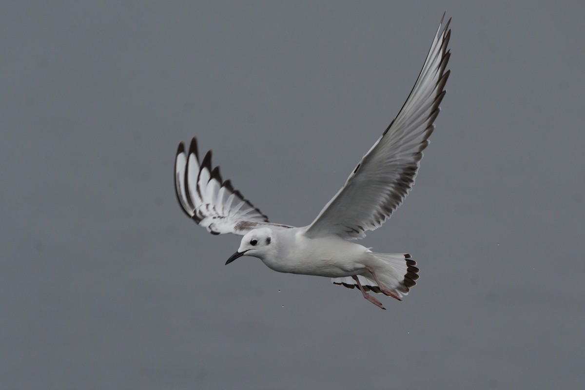 Bonapartemöwe - ML646747767