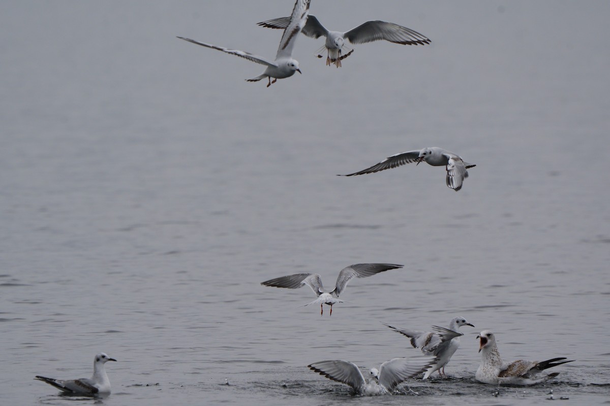 Bonapartemöwe - ML646747768