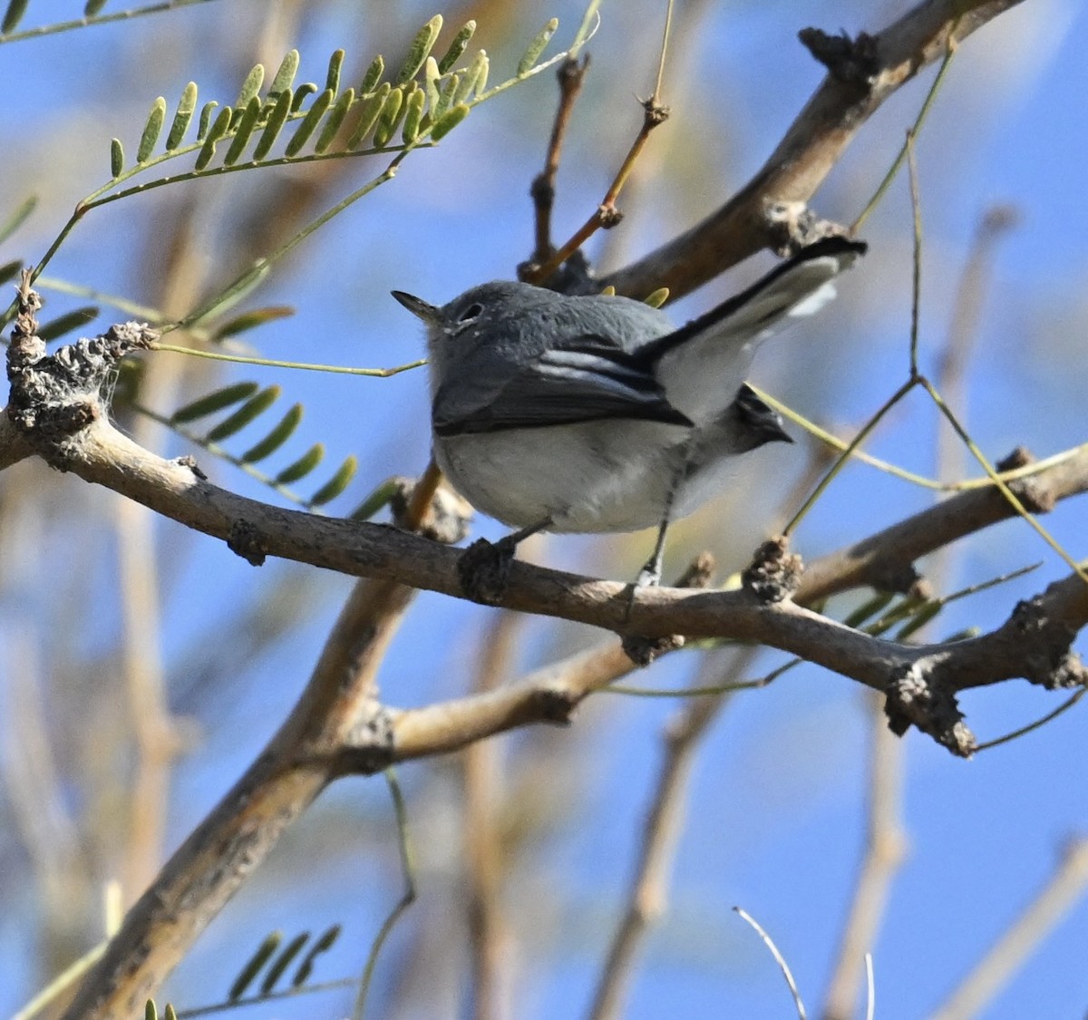 Комароловка сиза - ML646747769