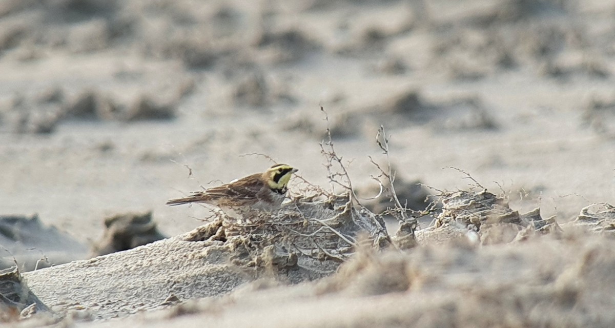 Ohrenlerche - ML646747773