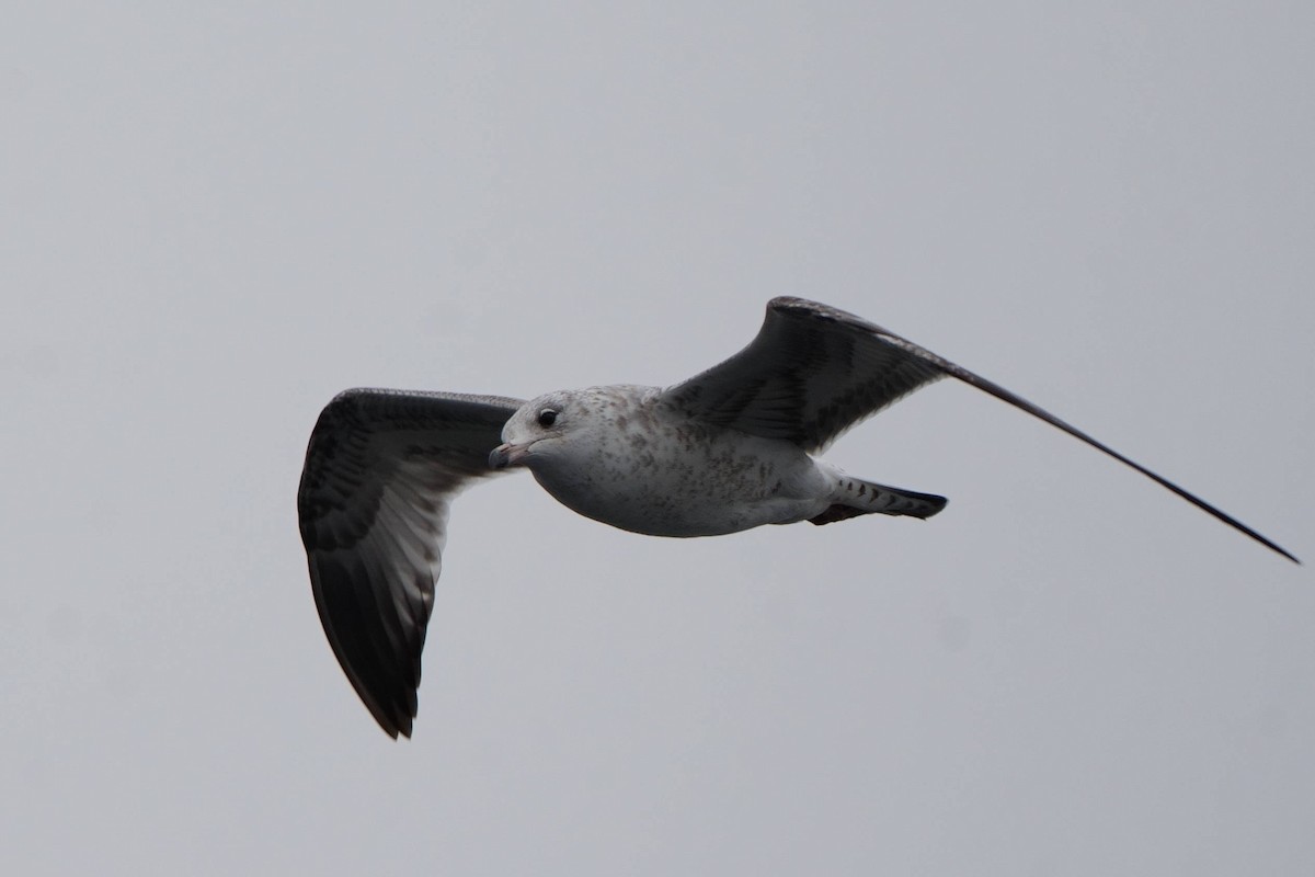 Ringschnabelmöwe - ML646747779