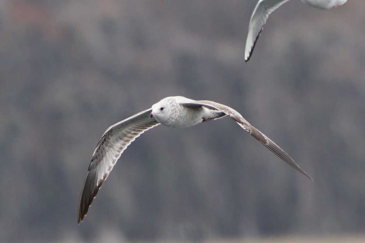 Ringschnabelmöwe - ML646747780