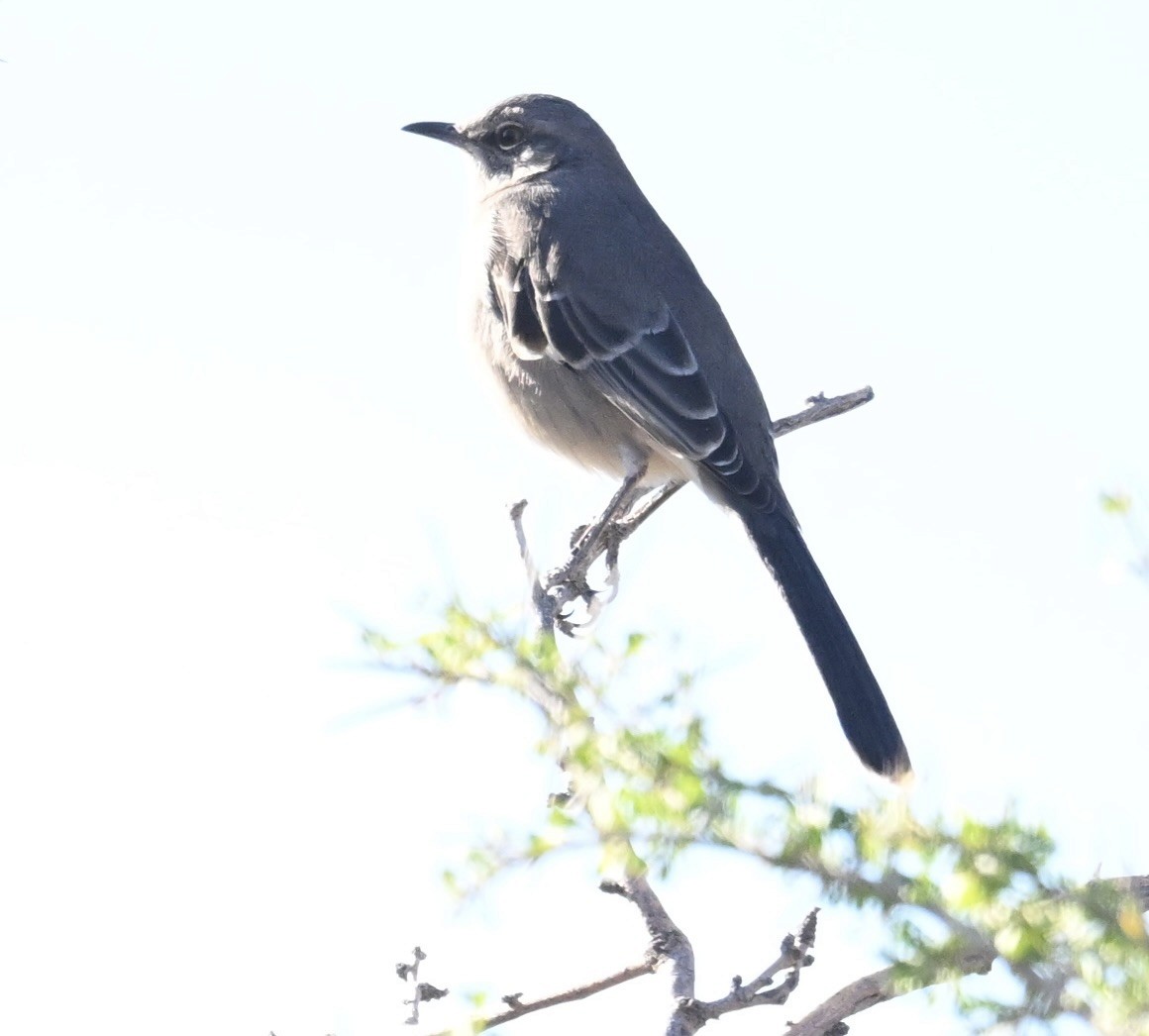 Northern Mockingbird - ML646747781
