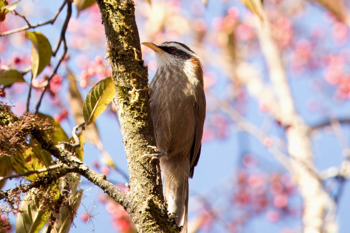 Streak-breasted Scimitar-Babbler - ML646747783