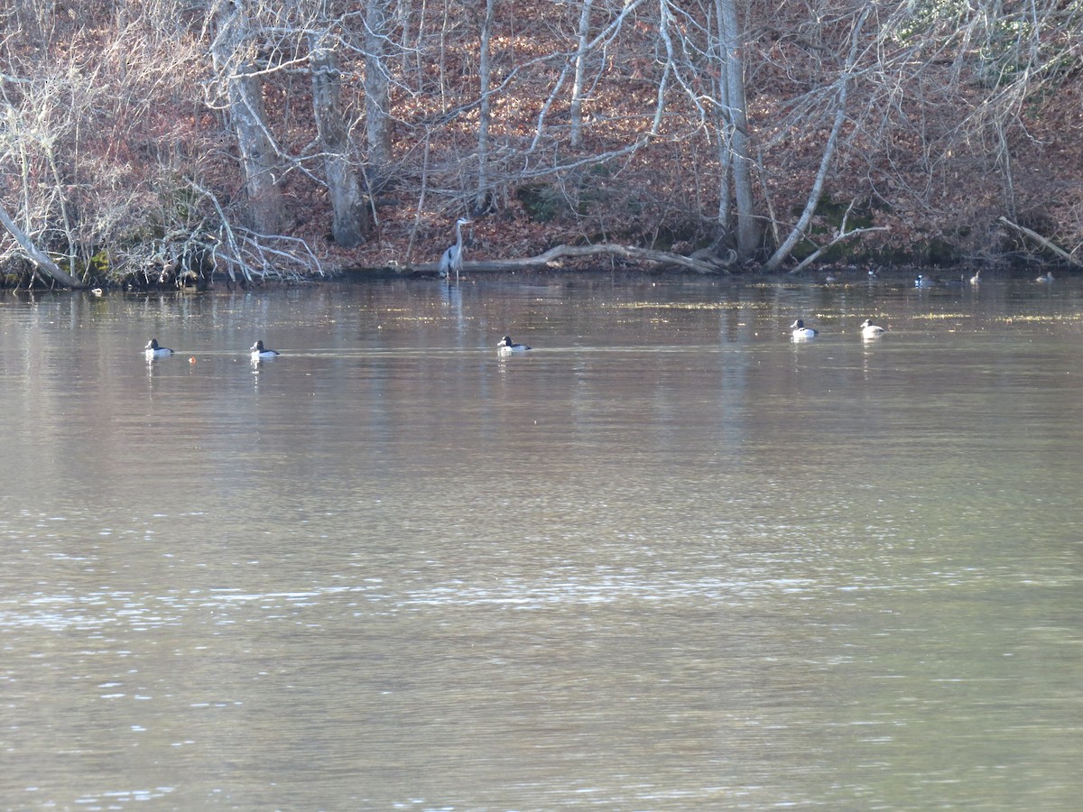 クビワキンクロ - ML646747784