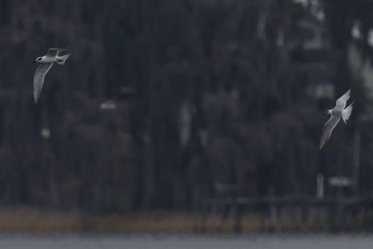Forster's Tern - ML646747785