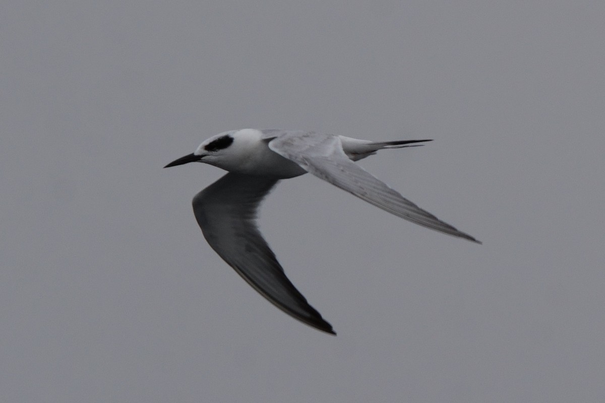 Forster's Tern - ML646747786