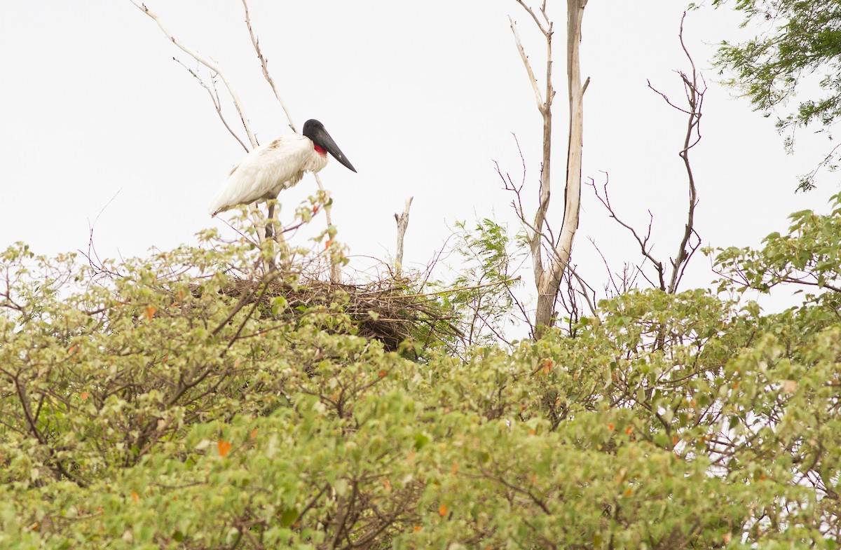 Jabiru amerikarra - ML646747788