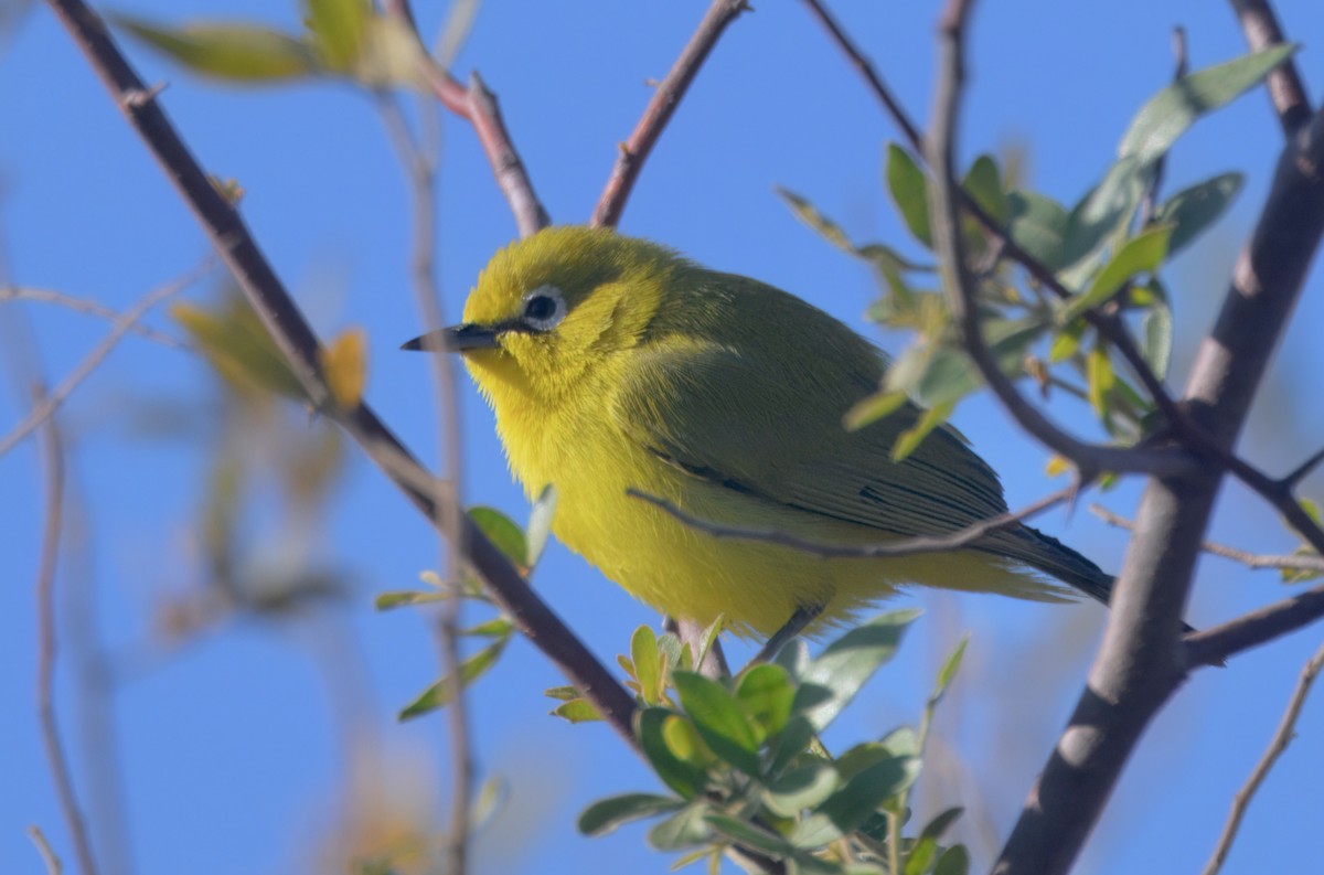 Southern Yellow White-eye - ML646747791