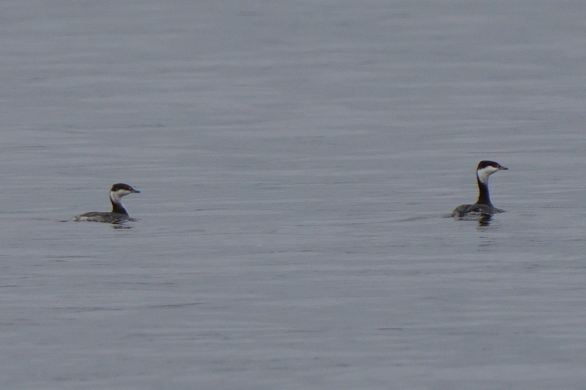 Ohrentaucher - ML646747795