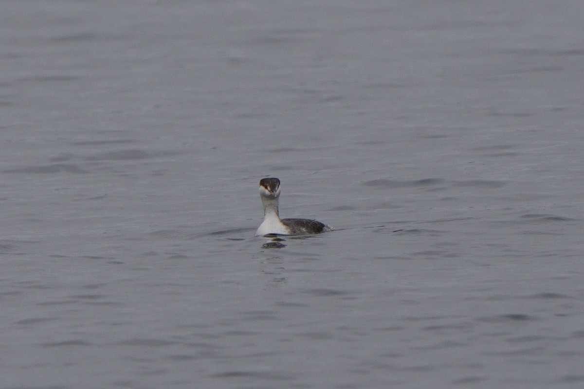 Ohrentaucher - ML646747796