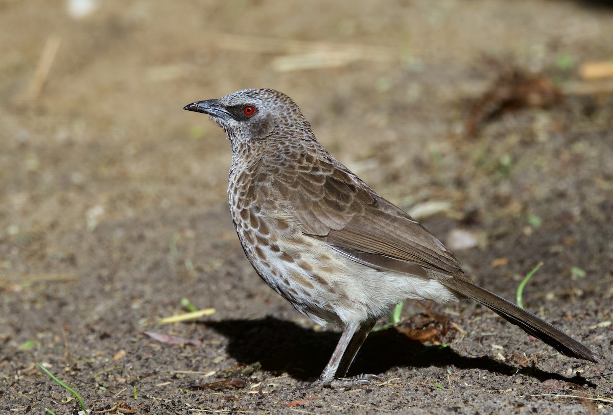 Hartlaub's Babbler - ML646747797