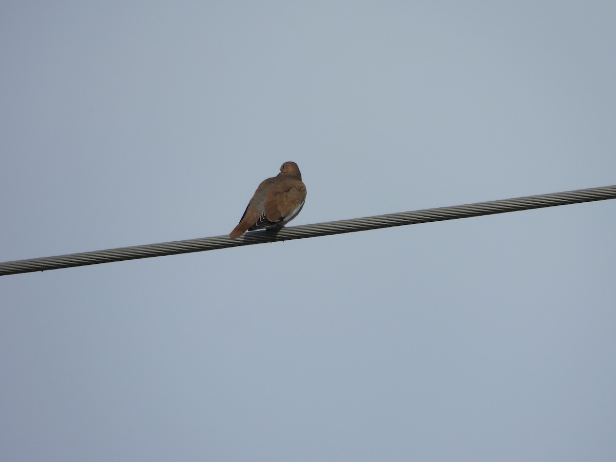 White-winged Dove - ML646747799