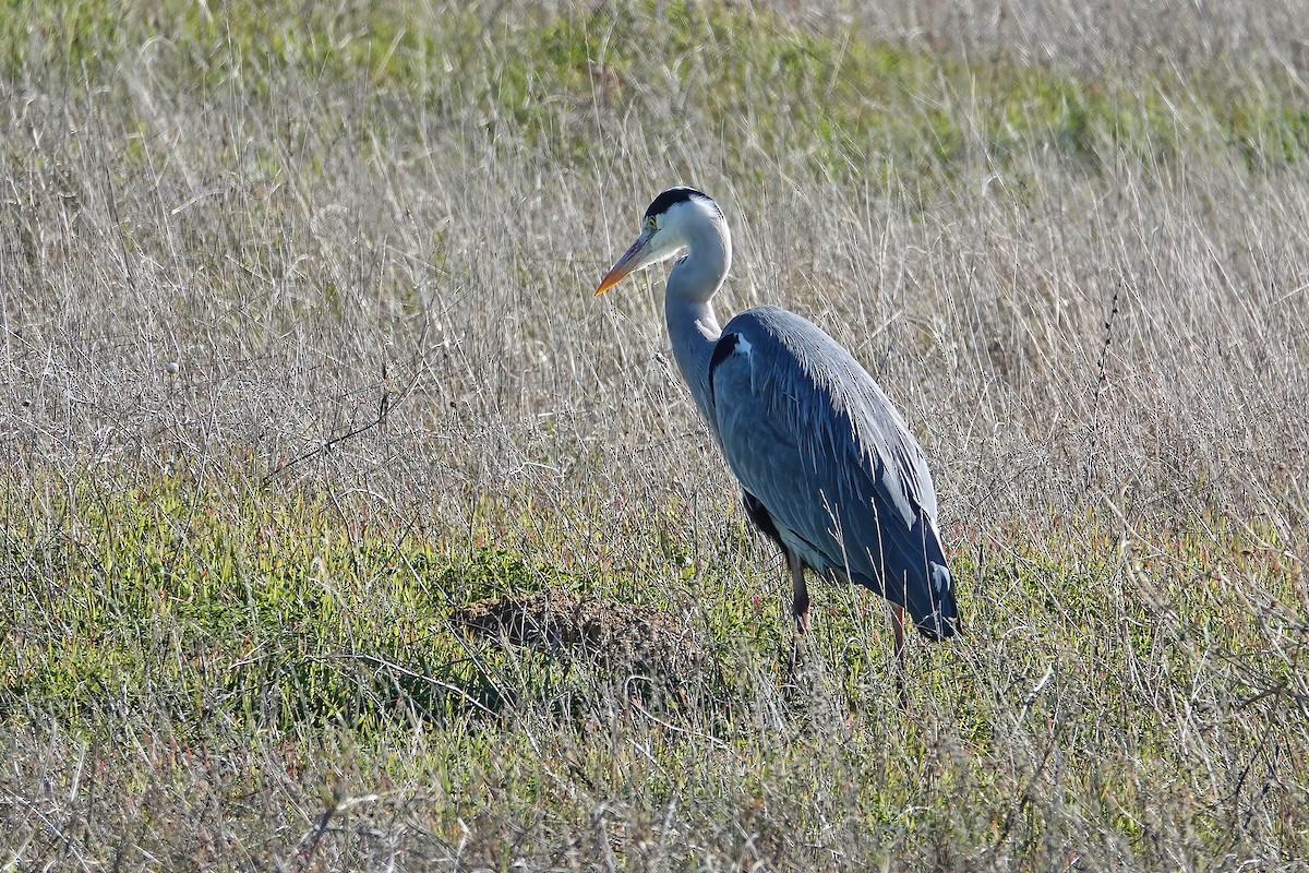 Хөх дэглий - ML646747803