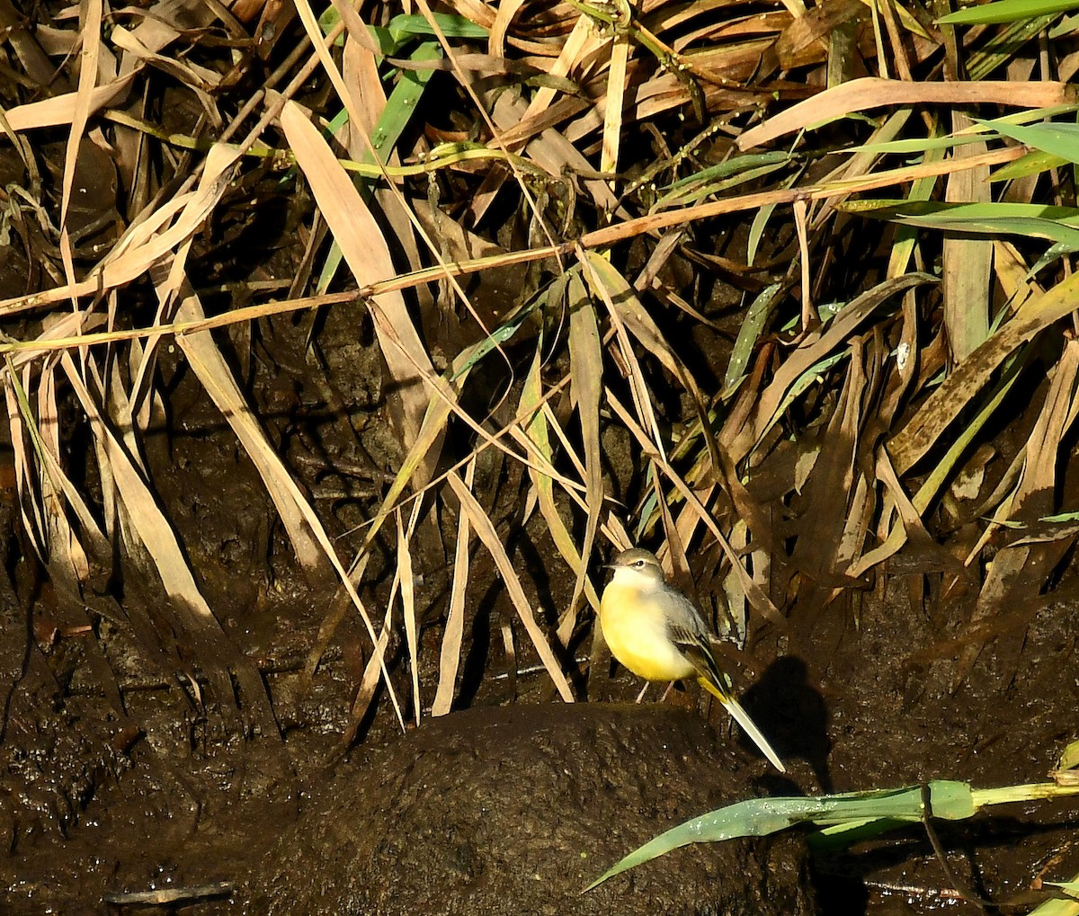 Gray Wagtail - ML646747804