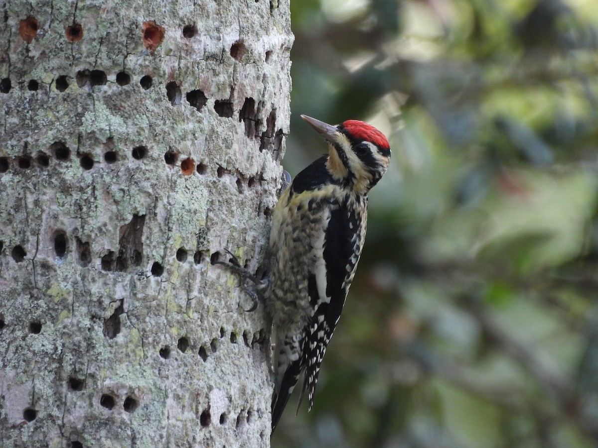 Yellow-bellied Sapsucker - ML646747805