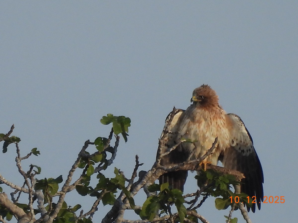 Booted Eagle - ML646747807