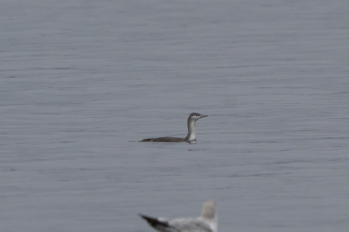 Sterntaucher - ML646747808