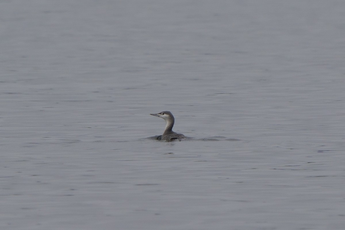 Sterntaucher - ML646747809