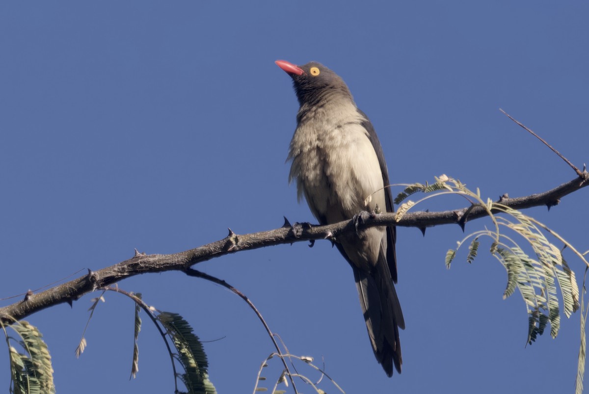 Red-billed Oxpecker - ML646747811