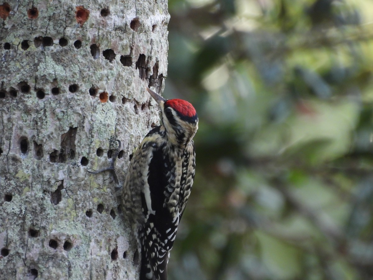 Yellow-bellied Sapsucker - ML646747812