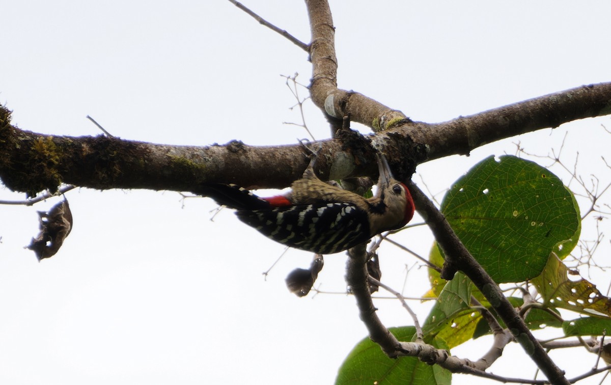 Fulvous-breasted Woodpecker - ML646747814