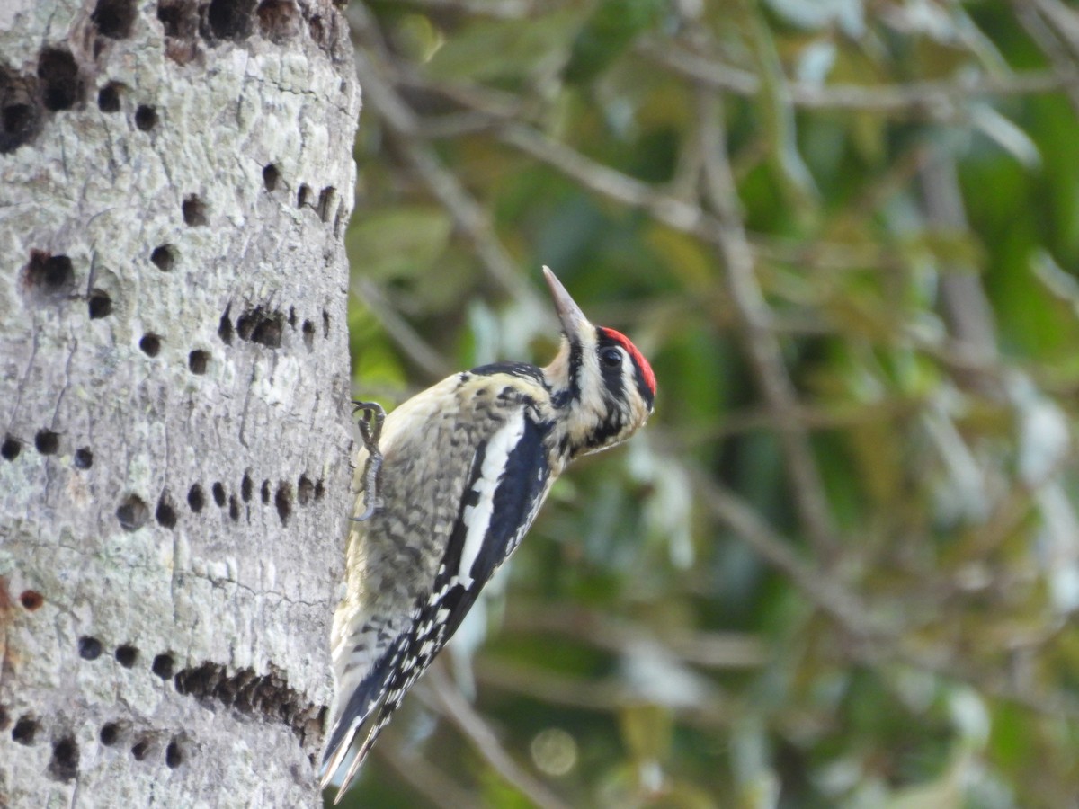 Yellow-bellied Sapsucker - ML646747815