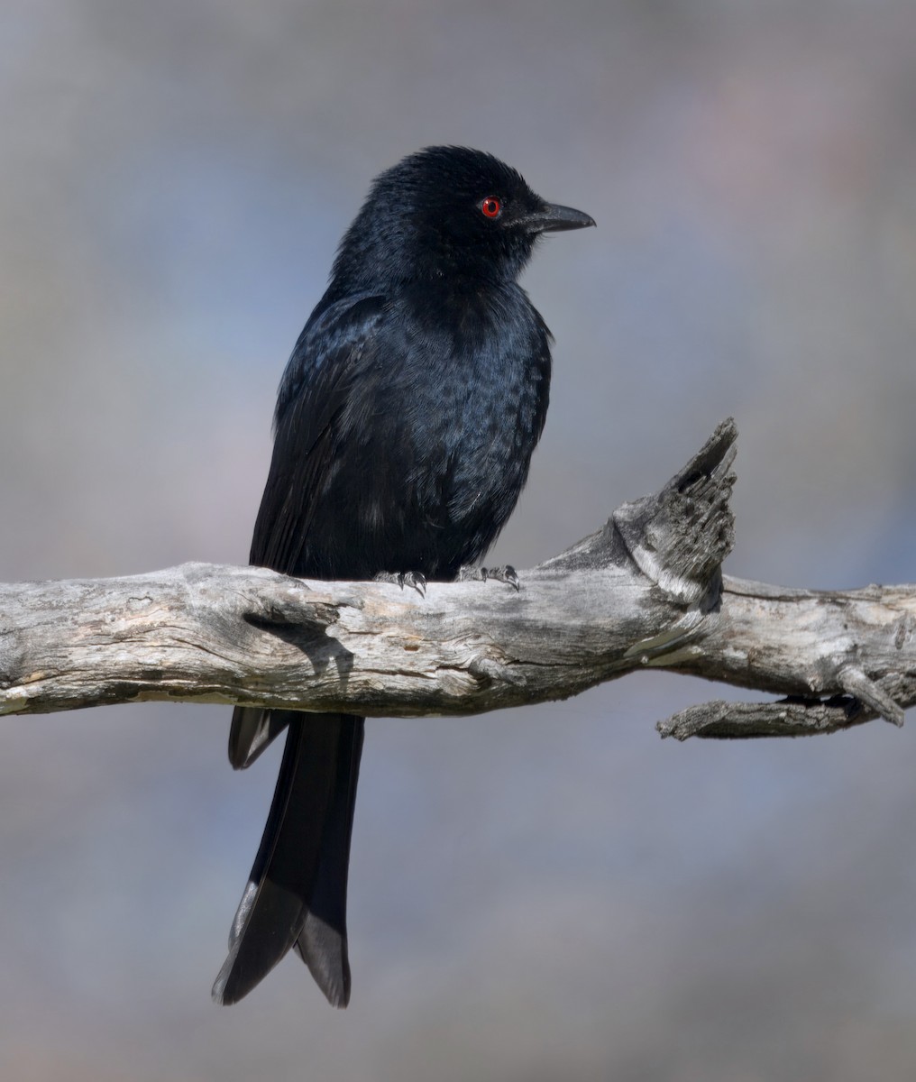 Fork-tailed Drongo - ML646747820