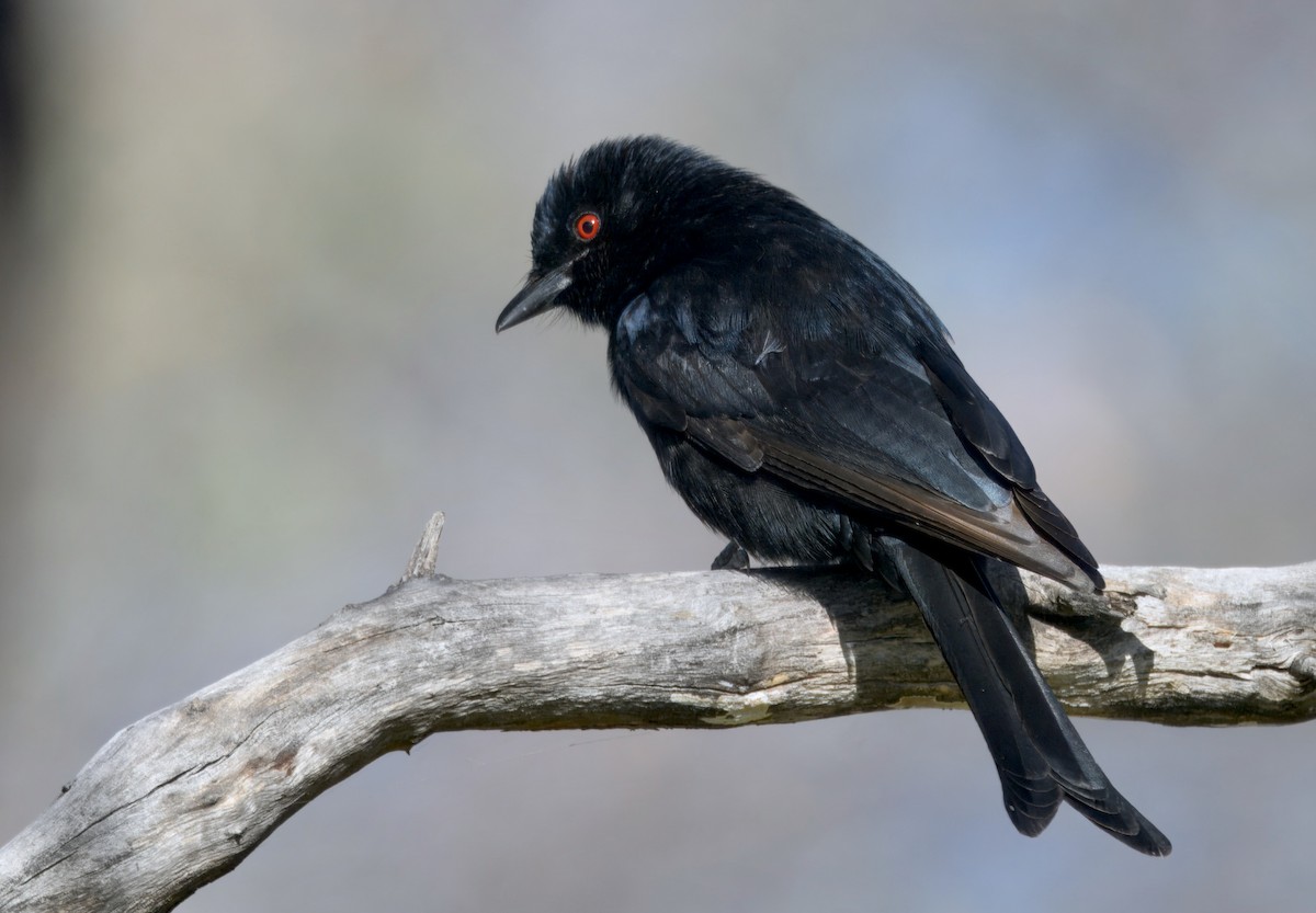 Fork-tailed Drongo - ML646747821