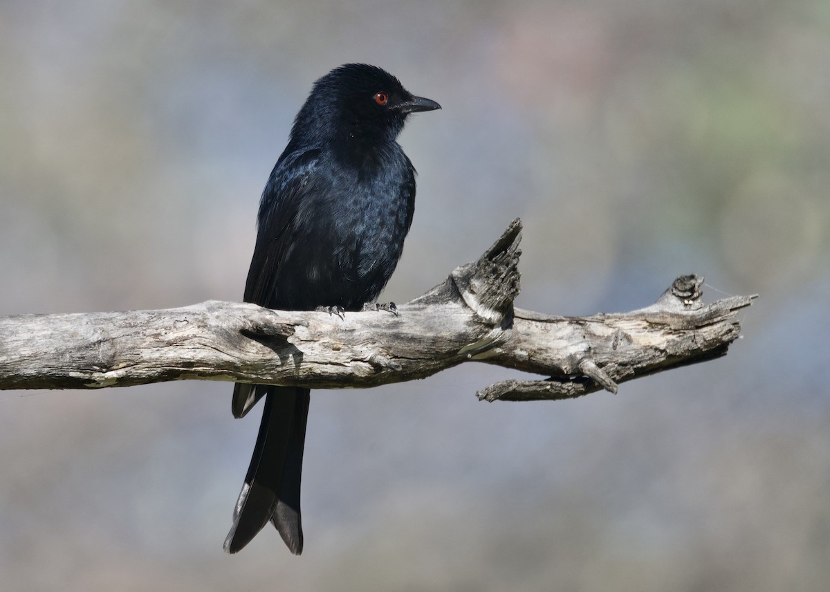 Fork-tailed Drongo - ML646747822