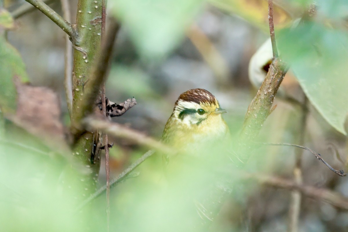 Rufous-winged Fulvetta - ML646747823