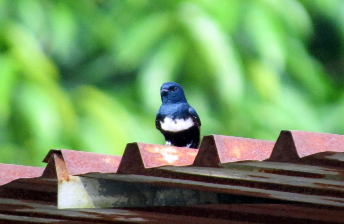White-banded Swallow - ML646747828
