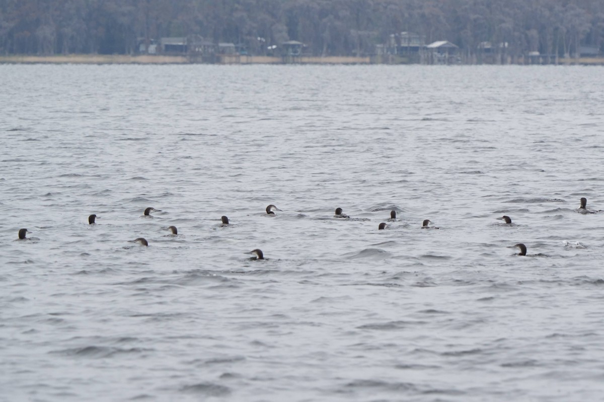 Eistaucher - ML646747830