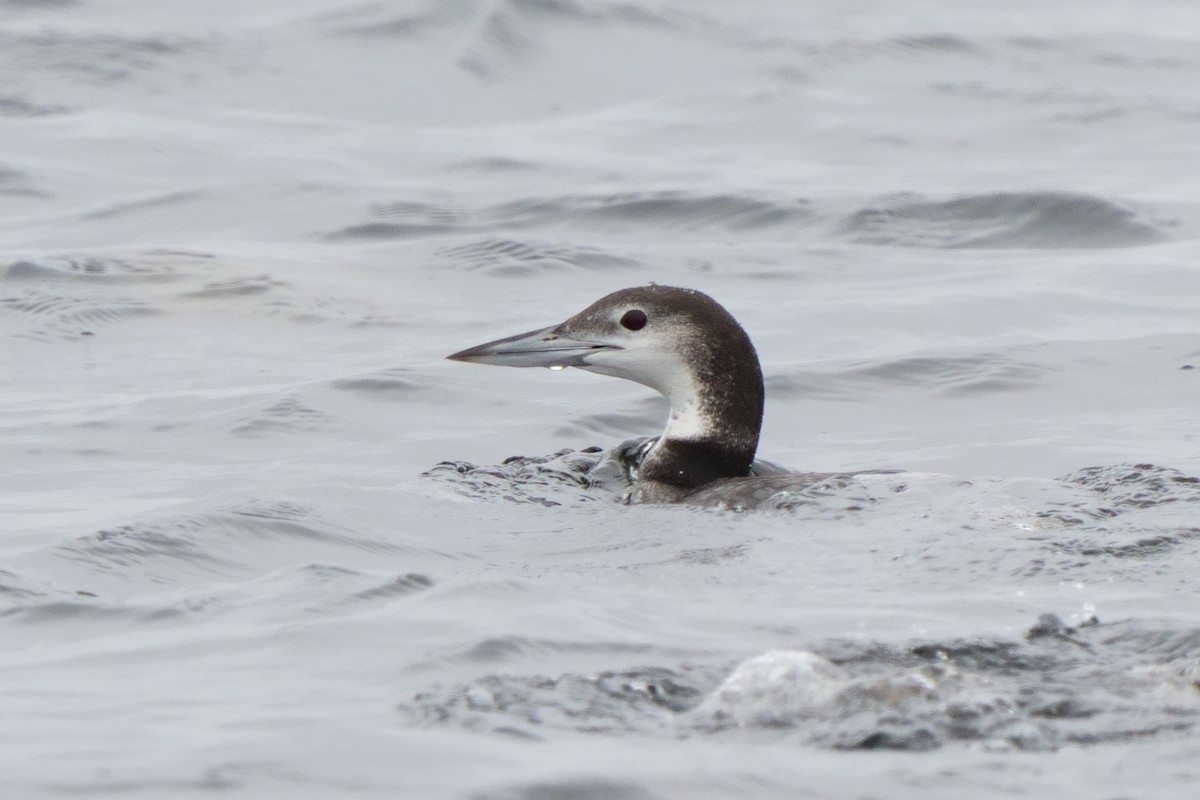 Eistaucher - ML646747831