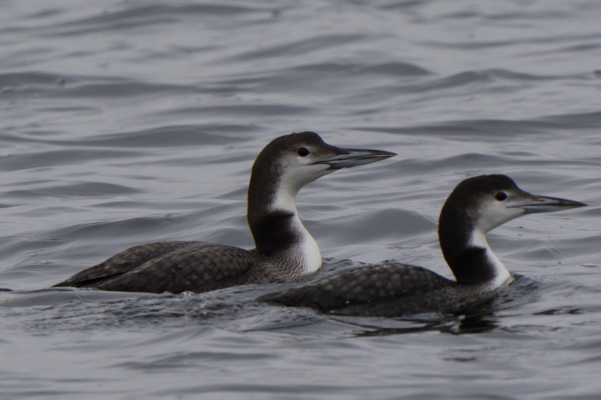 Eistaucher - ML646747832