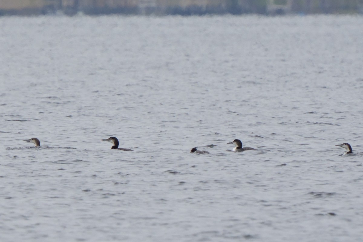 Eistaucher - ML646747833