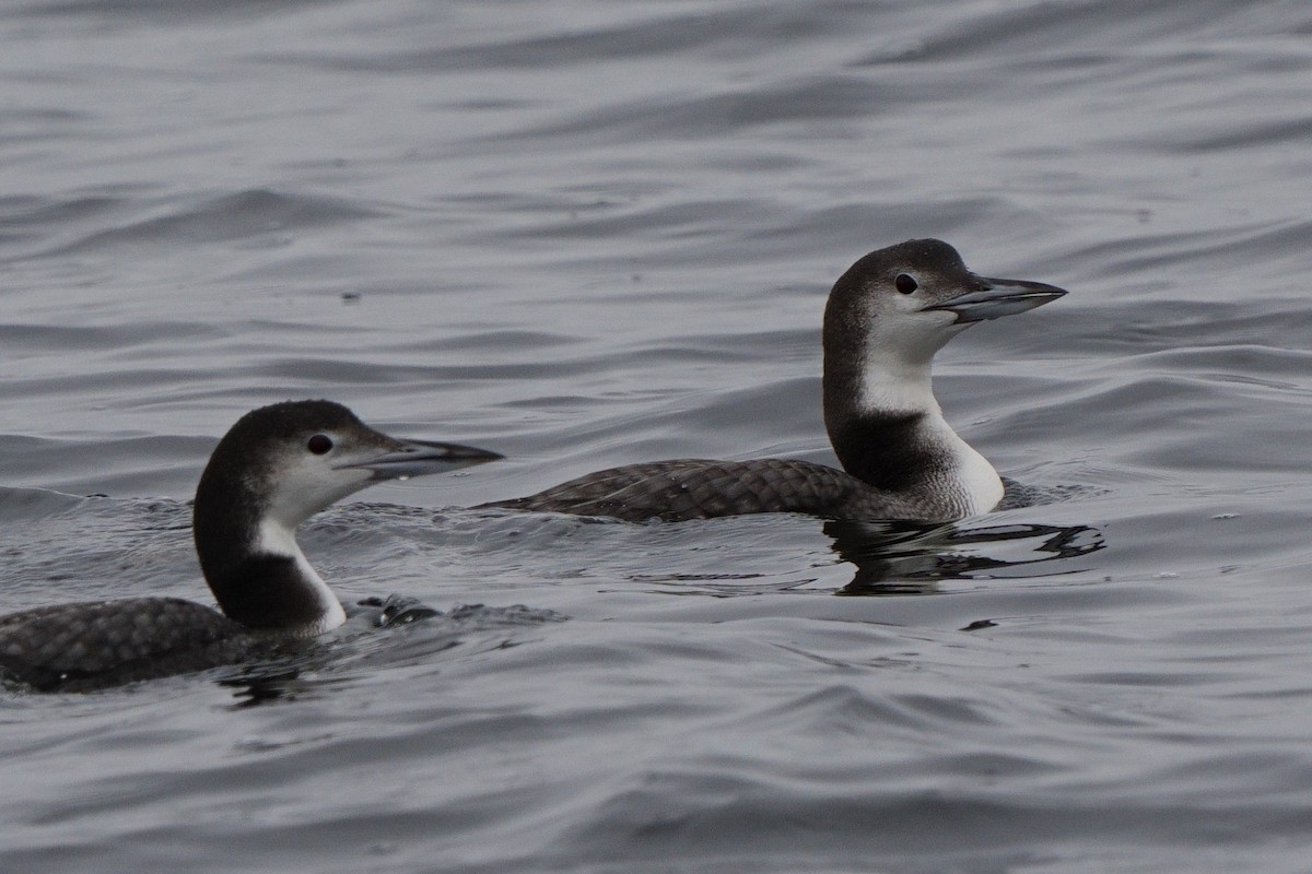 Eistaucher - ML646747834