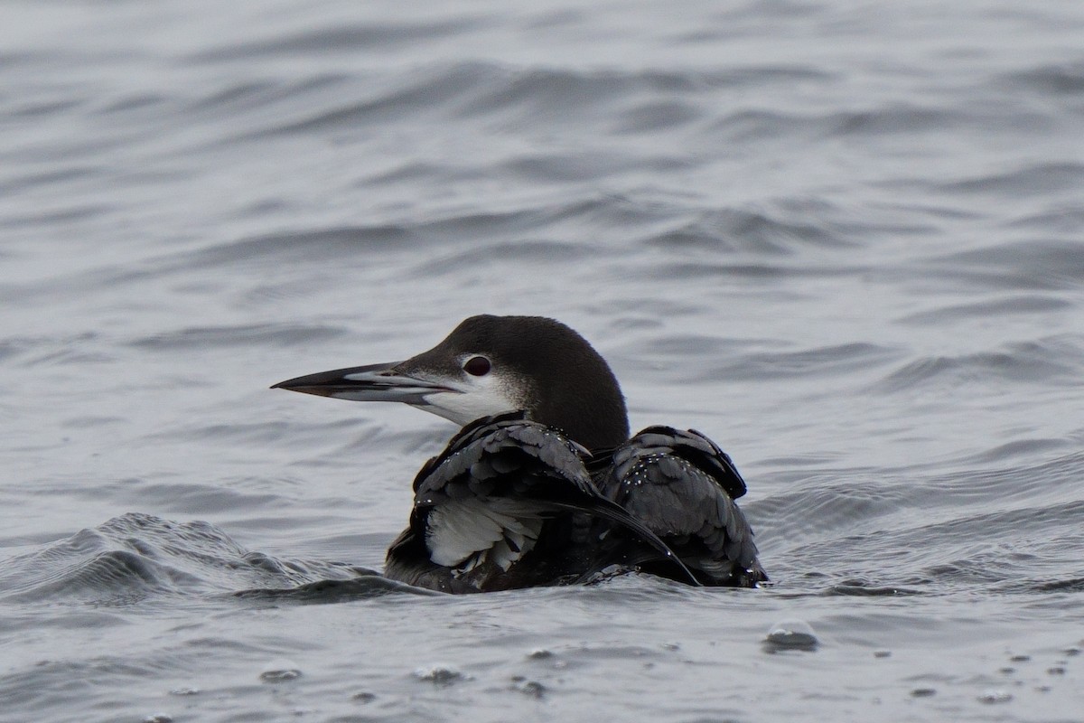 Eistaucher - ML646747835