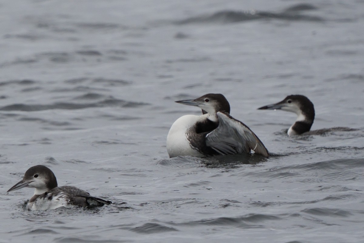 Eistaucher - ML646747836