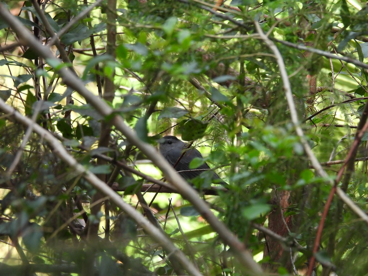 Gray Catbird - ML646747837