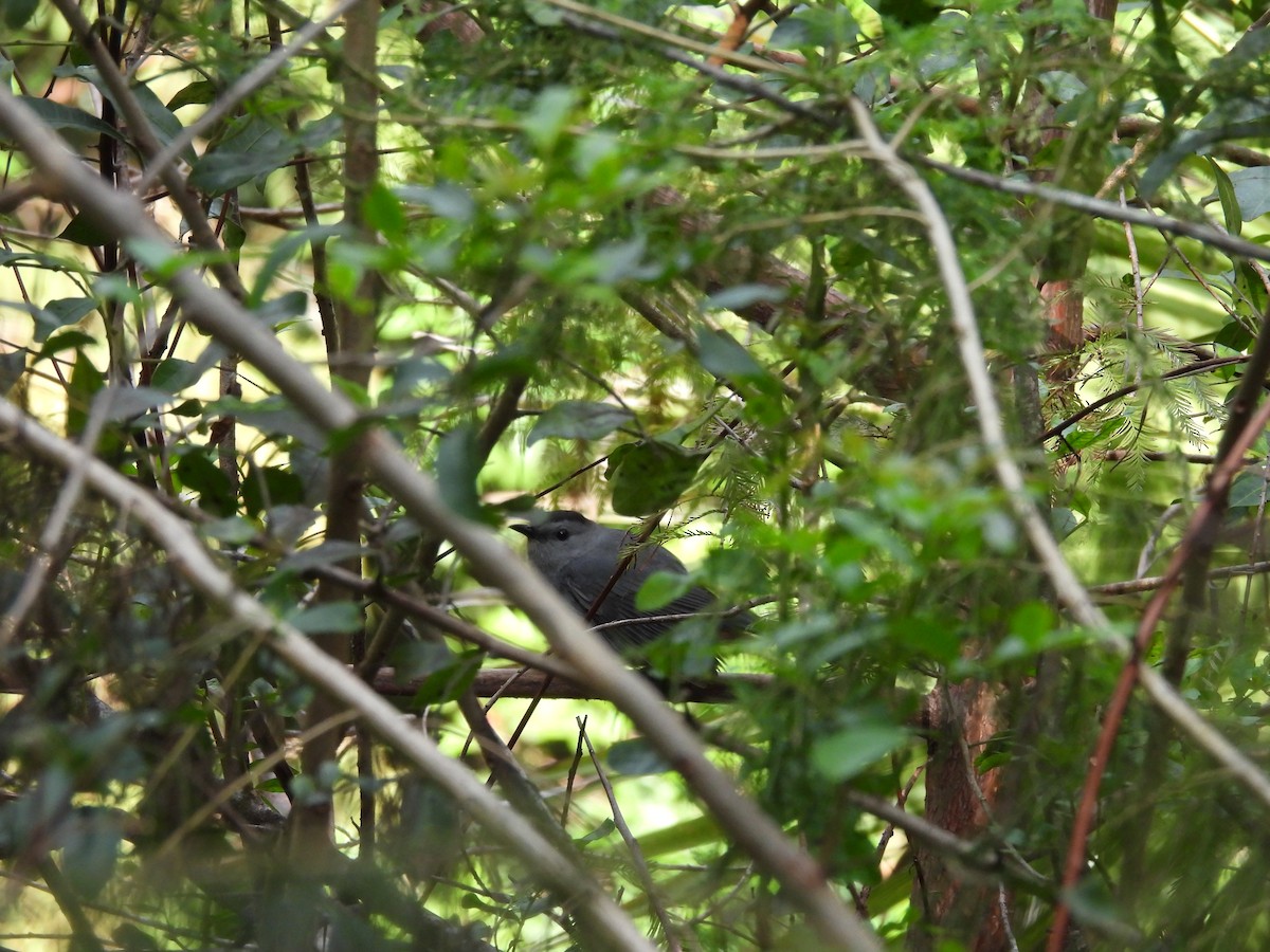 Gray Catbird - ML646747841