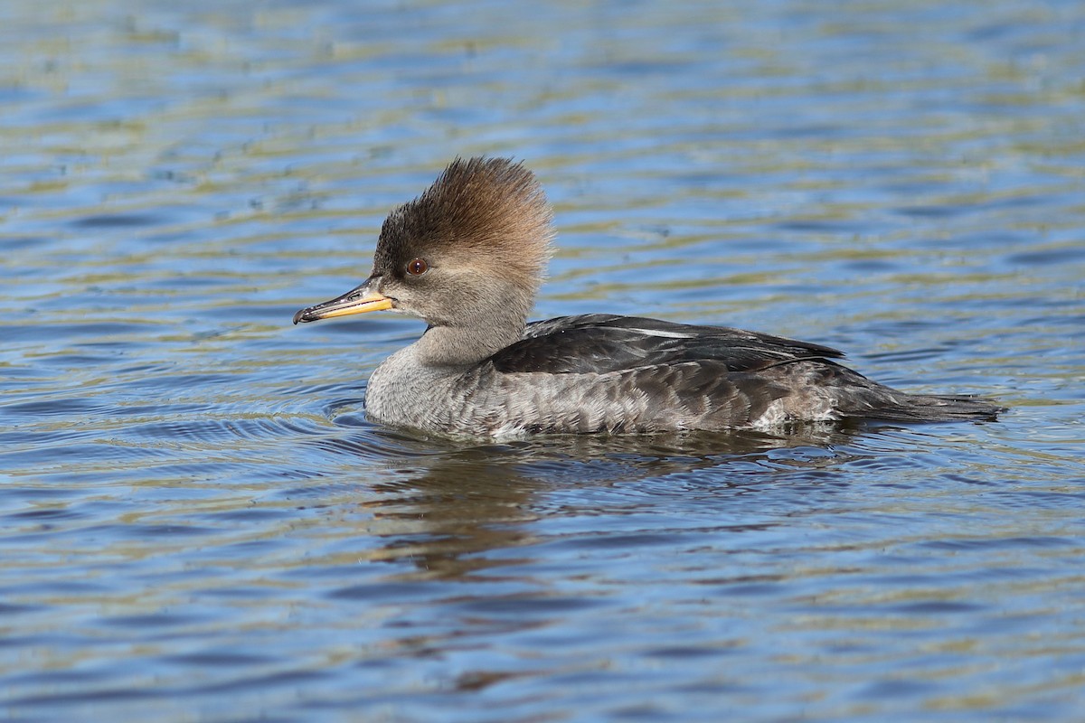 Hooded Merganser - ML646747842
